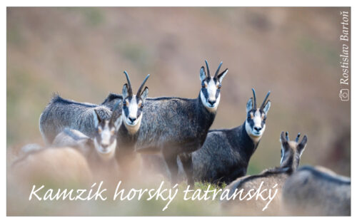 Kamzík horský tatranský