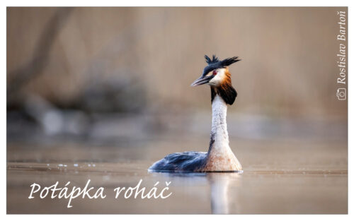Potápka roháč