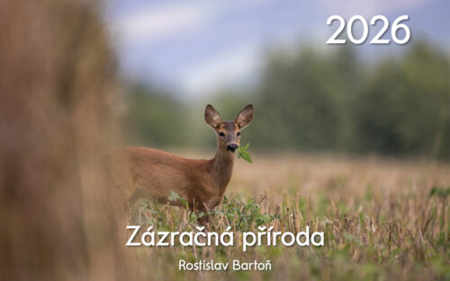 Nástěnný kalendář Zázračná příroda 2026