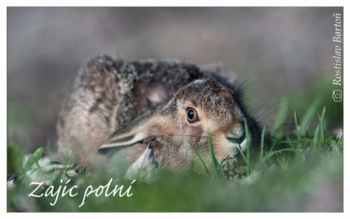 Zajíc polní