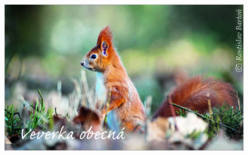 Veverka obecná