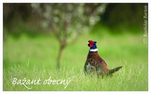 Bažant obecný