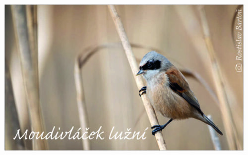 Moudivláček lužní