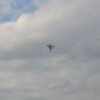 draci_031