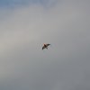 draci_032