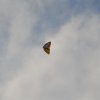 draci_044