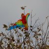 draci_054