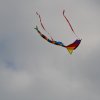 draci_095